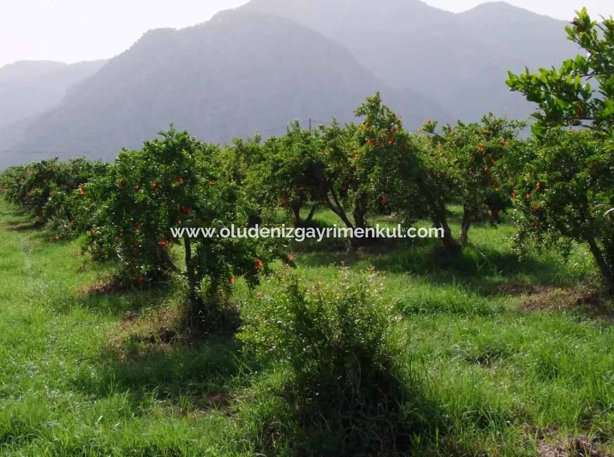 Dalyan İztuzu Satılık Bahçe Dalyan Göle Sıfır Satılık Arsa
