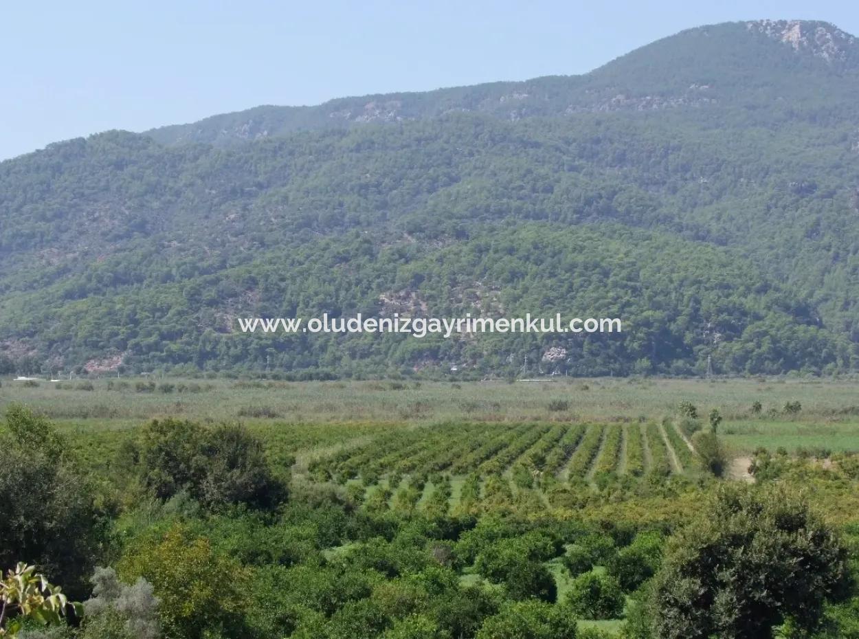 Dalyan Satılık Tarla Dalyan 73410M2 Satılık Tarla