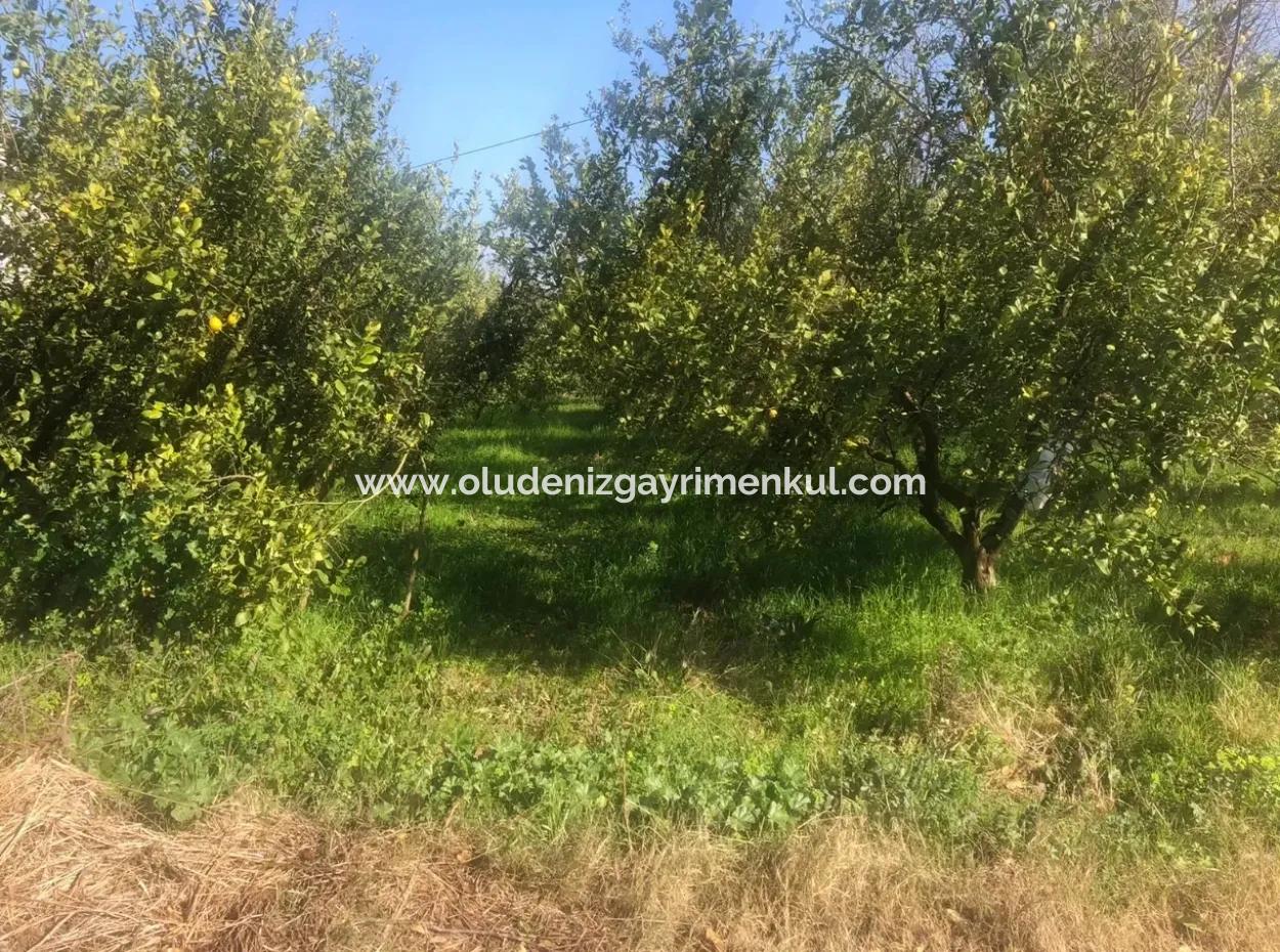 Akıncıda Satılık Arsa 803M2  İmarlı  Satılık Arsa