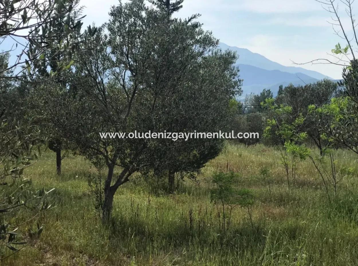 Seydikemer Korubükün Satılık 76000M2 Ciftlik Arazisi