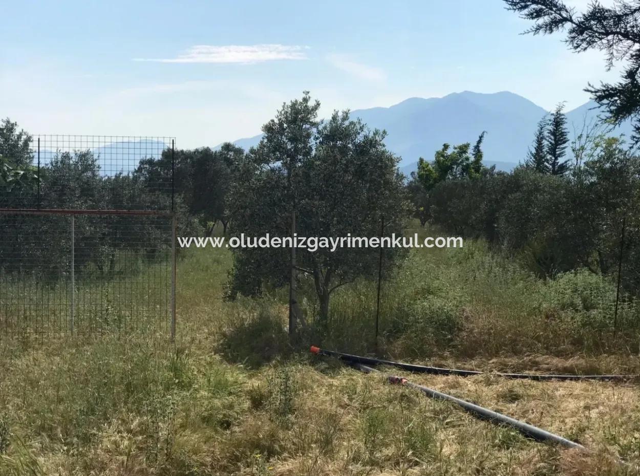 Seydikemer Korubükün Satılık 76000M2 Ciftlik Arazisi