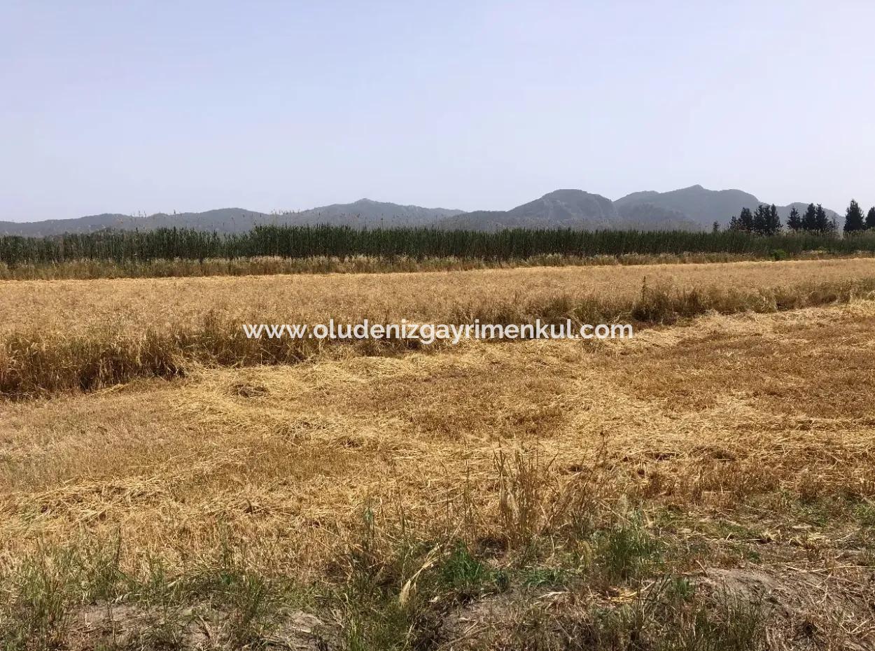 Eskiköy'de 39 Dönüm Çiftlik Arazisi Satılıktır