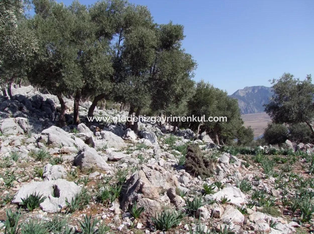 Çandır Deniz Manzaralı 5367M2 Tarla Arsa Satılık