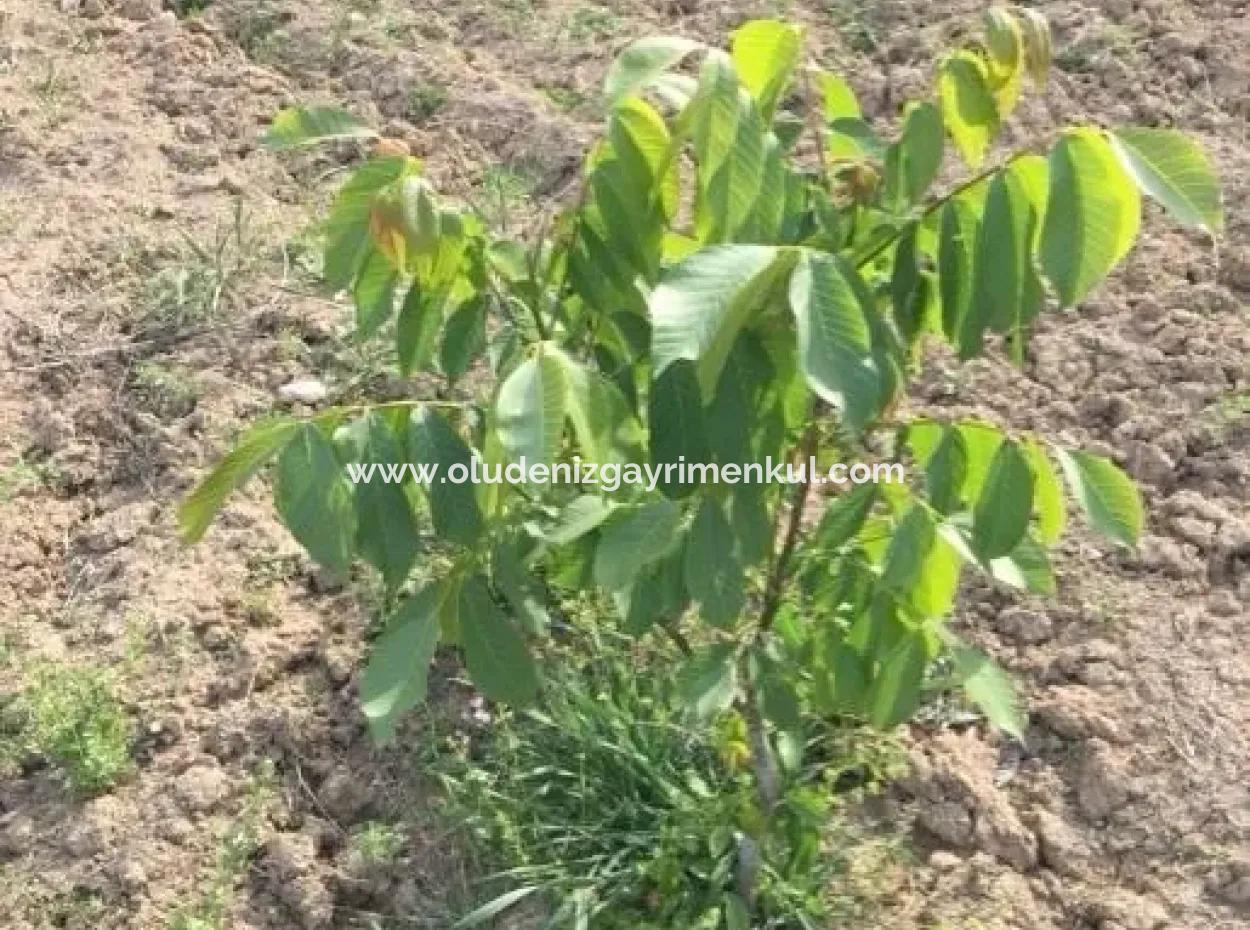 Çameli Satılık Arsa Bıcakcı Yoluna Sıfır Satılık 1562M2 Arsa