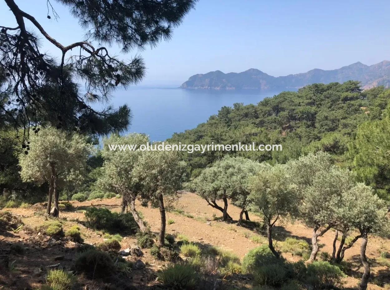 Çandır'da Deniz Manzaralı 7034M2 Satılık Tarla