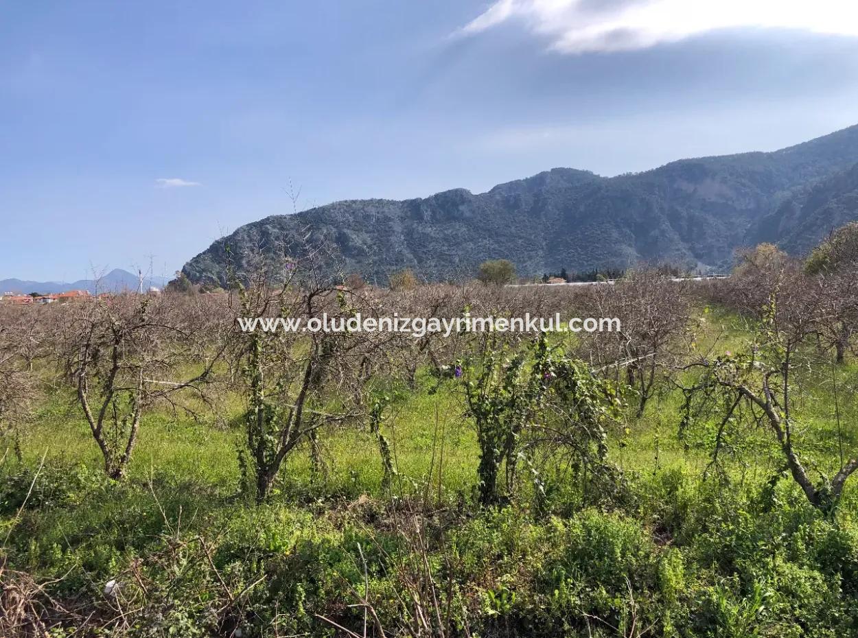 Dalyan'da 5500M2 Satılık Arsa