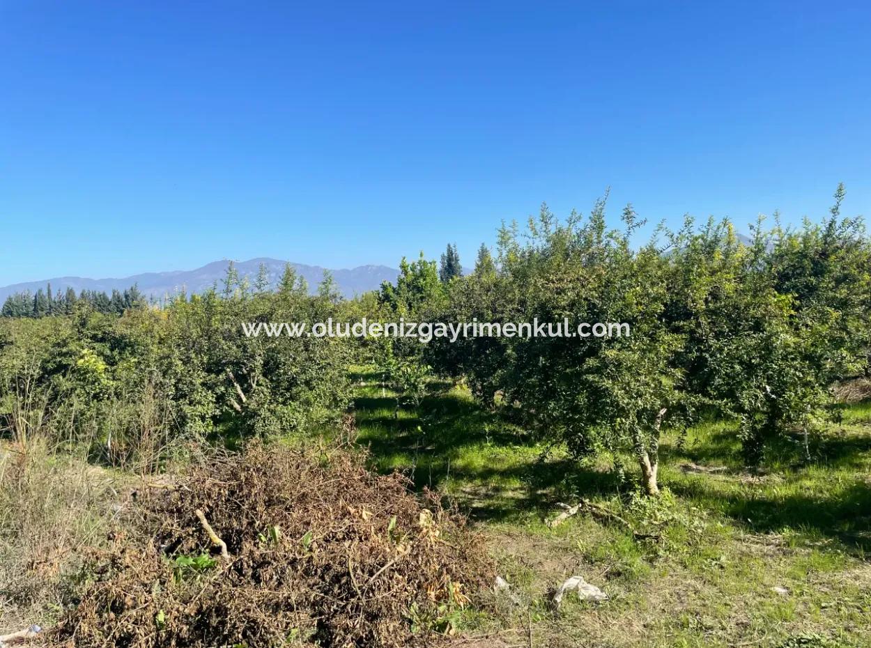 Dalyan'da Satılık 2223M2 Tarla