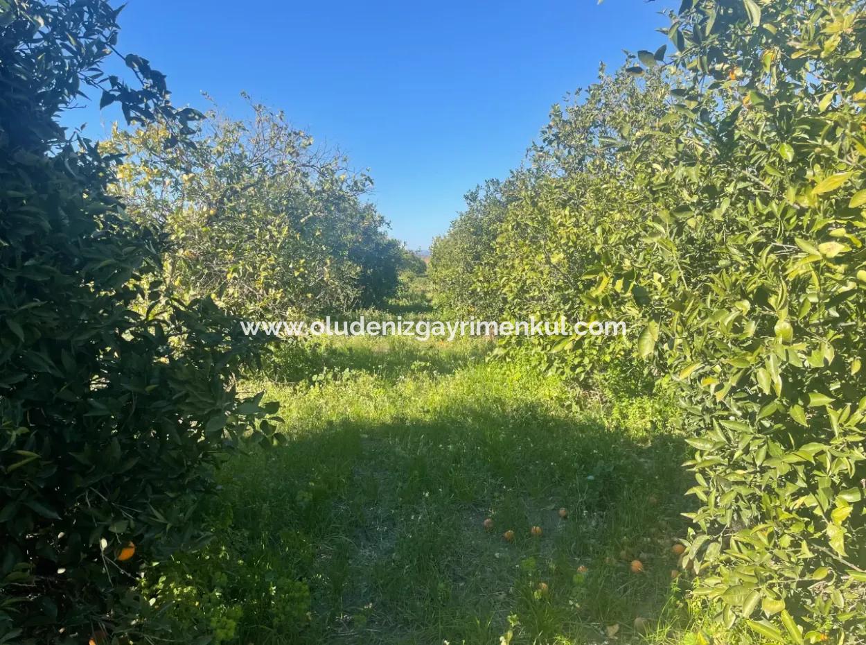 Dalyan Satılık Arsa 5227M2 Satılık Arsa