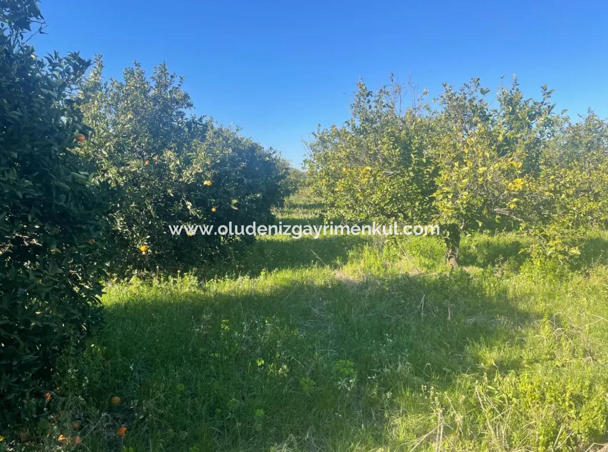 Dalyan Satılık Arsa 5227M2 Satılık Arsa