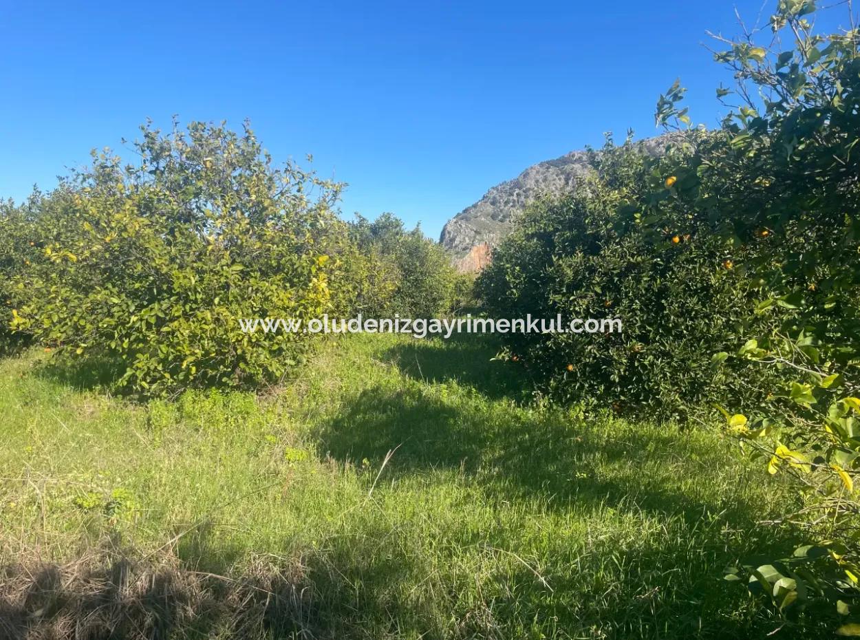 Dalyan Satılık Arsa 5227M2 Satılık Arsa