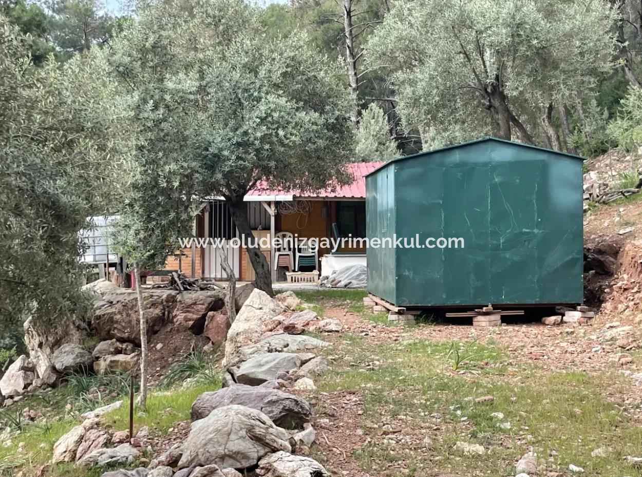 Ekincikde Deniz Manzaralı Zeytin Evi Satılıktır