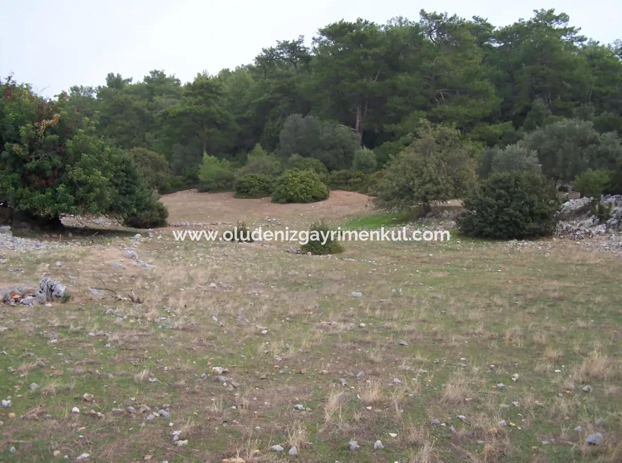 Sarsalada Deniz Manzaralı 4274M2 Arsa İçinde Satılık Taş Ev