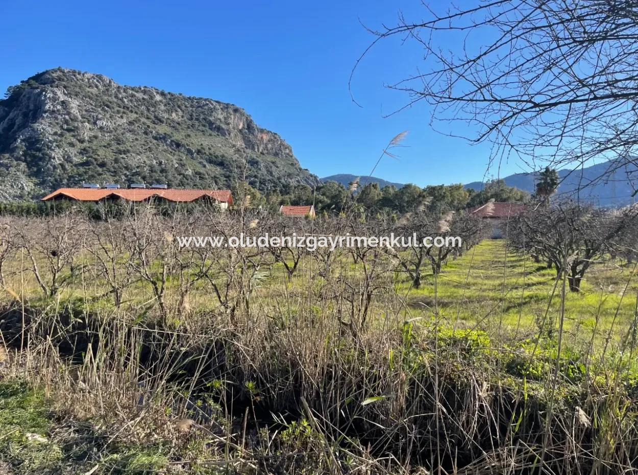 Dalyan İztuzu Yoluna Sıfır 5216M2 Satılık Tarla Arsa