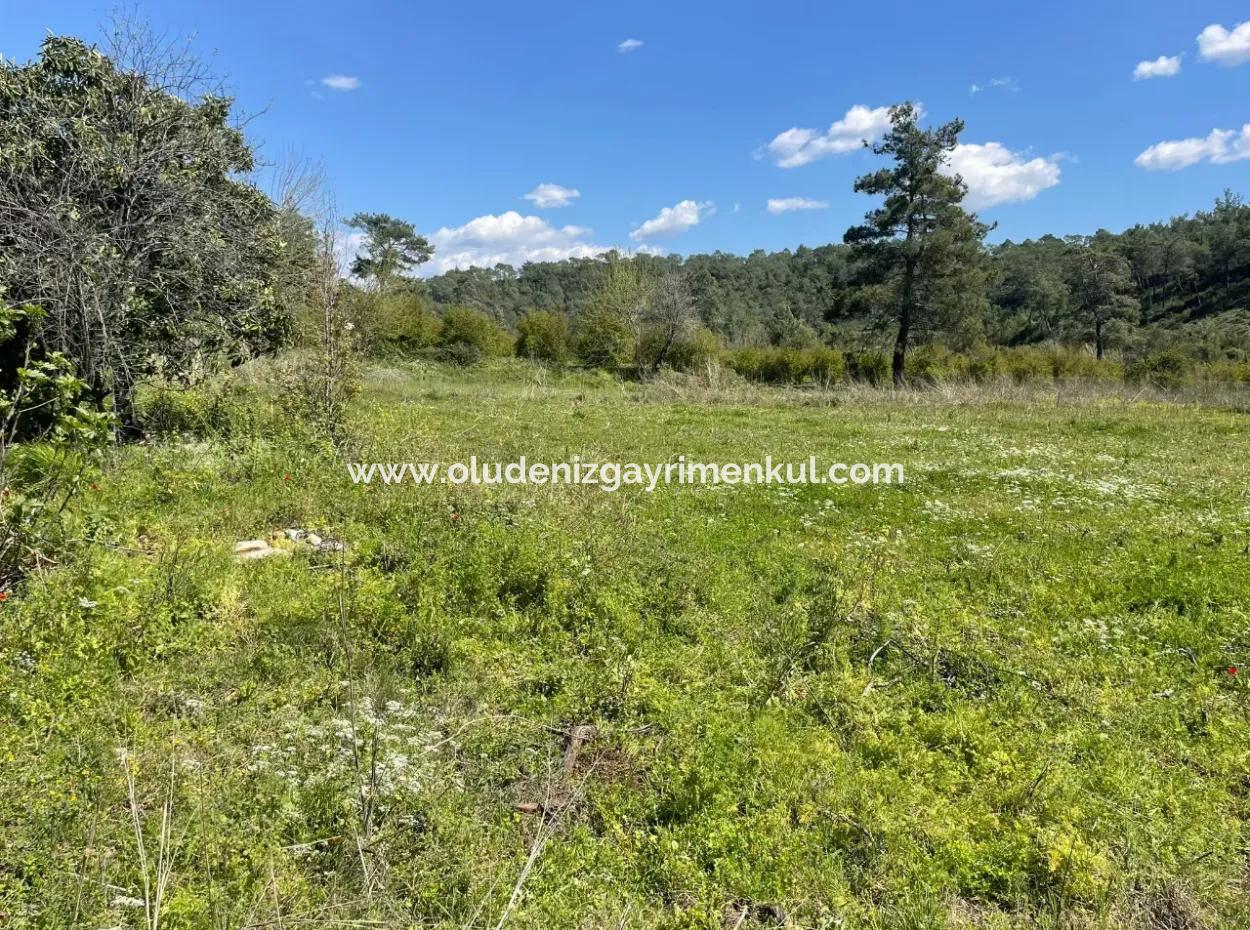 Zeytinalanın'da 5650M2 Tarla İçinde Satılık Köy Evi