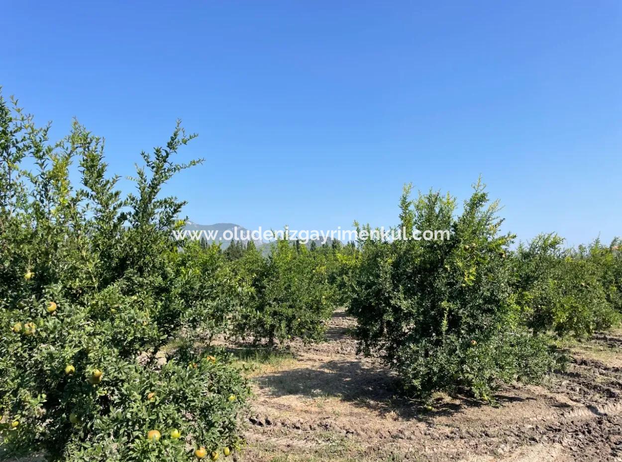Dalyan Arıkbaşı Ve Gerendüzün'de 10,000M2 Satılık Nar Bahçesi