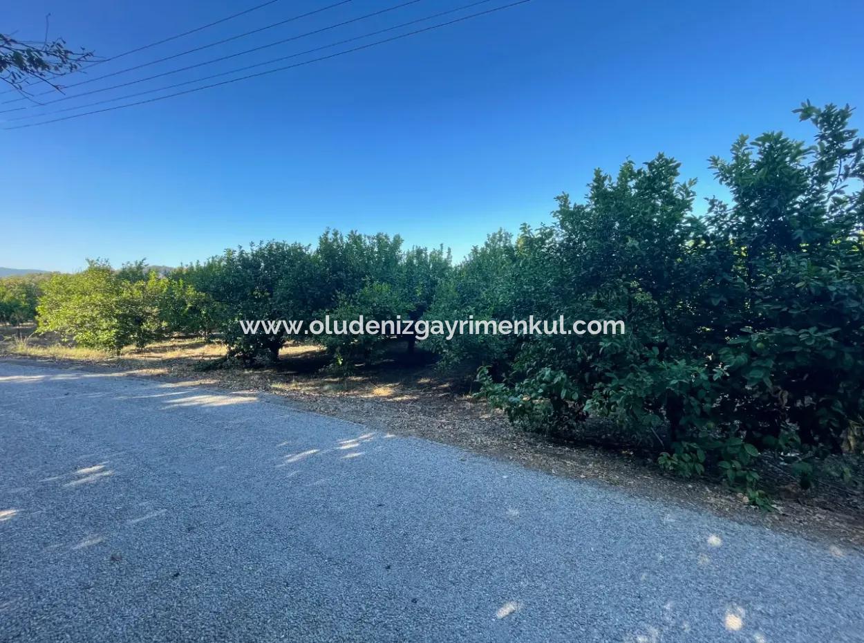 Dalyan Marmarlı'da Satılık 2B Limon Bahçesi