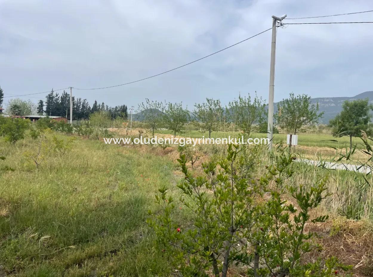 Dalyan'da 6500M2 Satılık Tarla