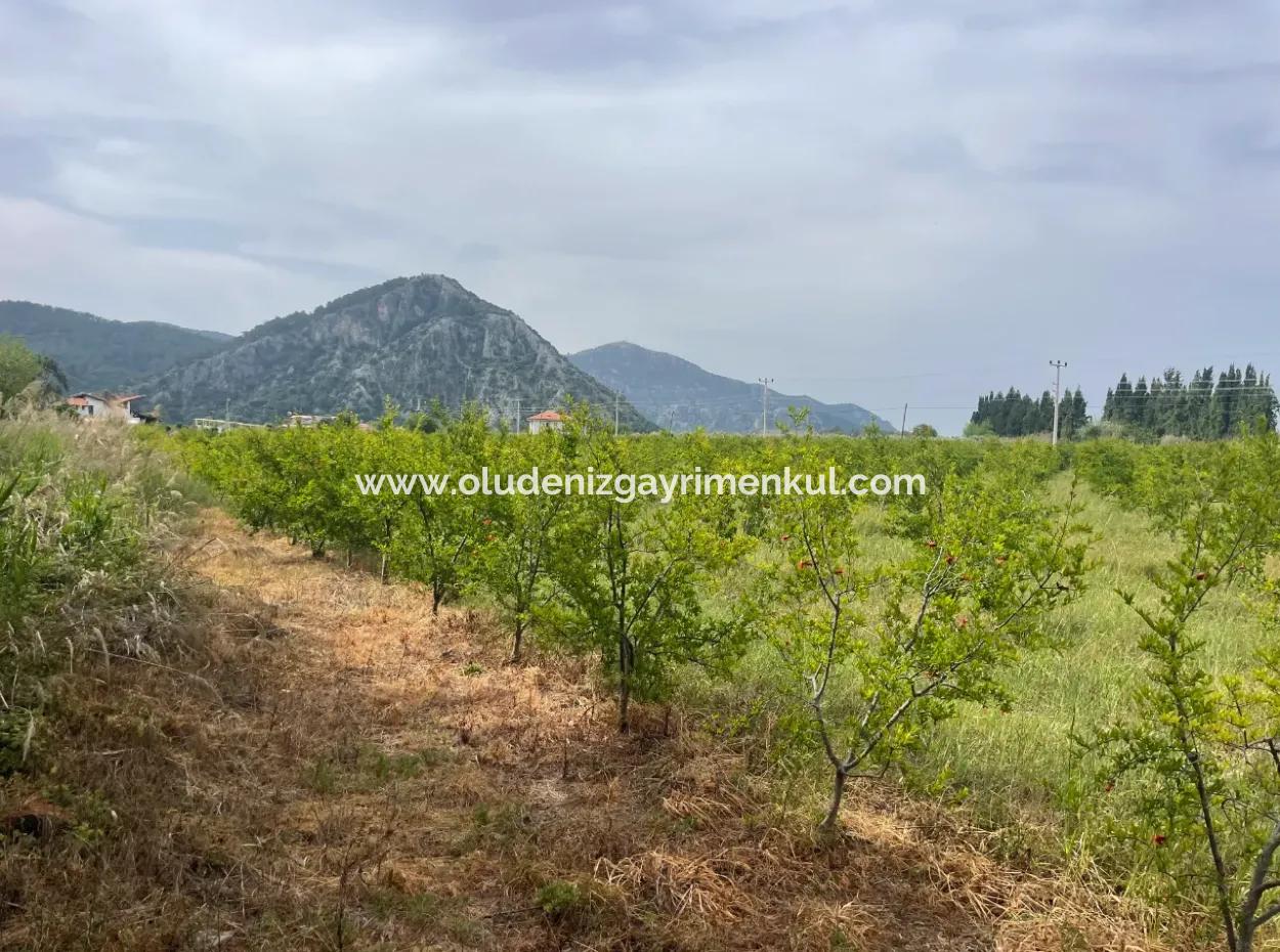 Dalyan'da 6500M2 Satılık Tarla