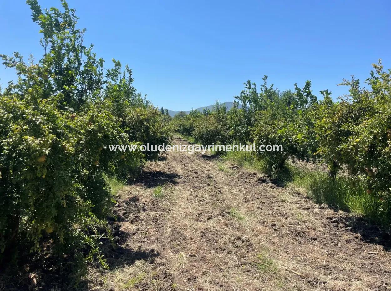 Tepearasın'da Yol Sıfır 6820M2 Nar Ve Limon Bahçesi Satılıktır