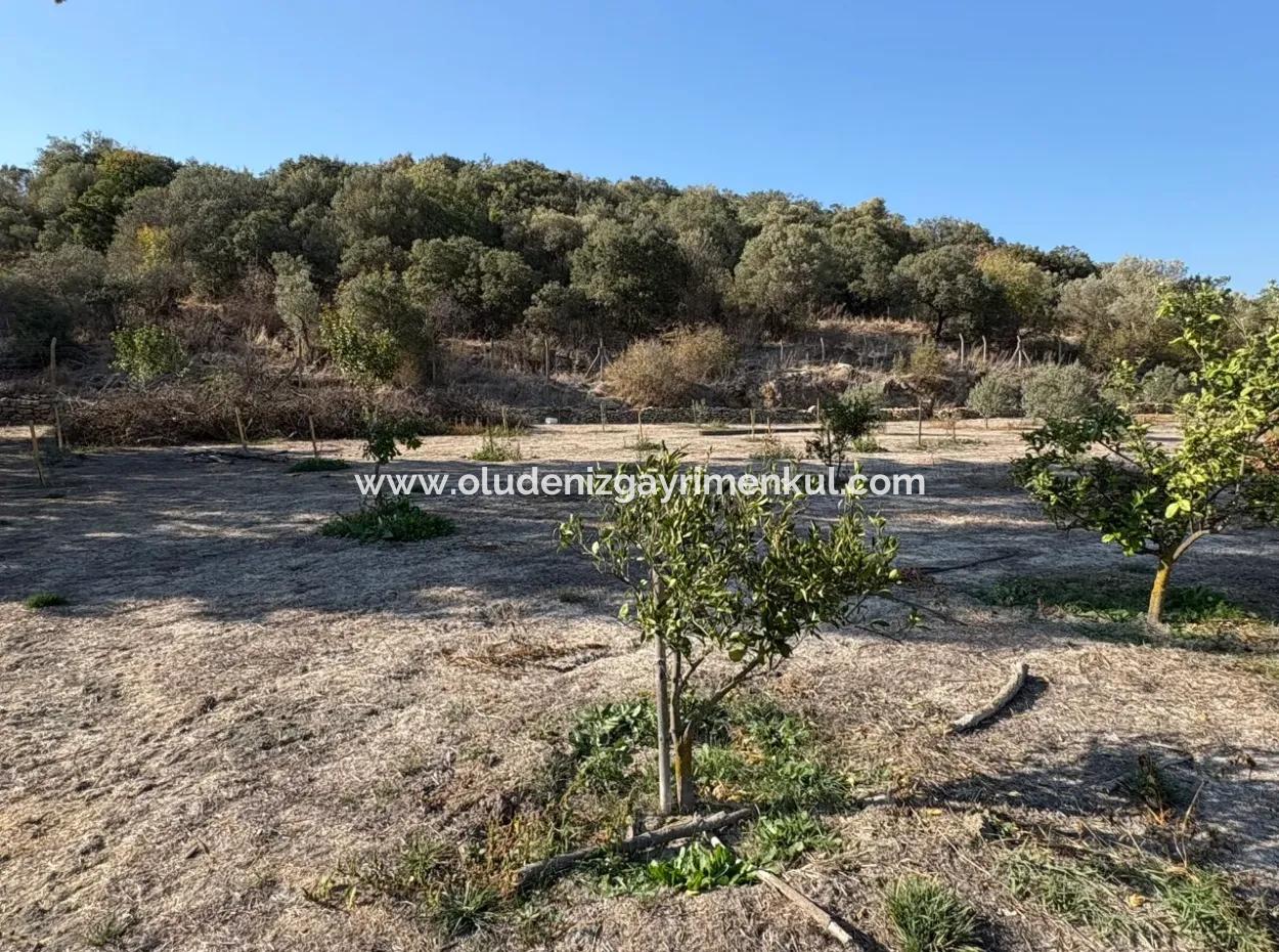 Eskiköy'de 19.663M2 Çiftlik Arazisi Ve Ev Satılıktır