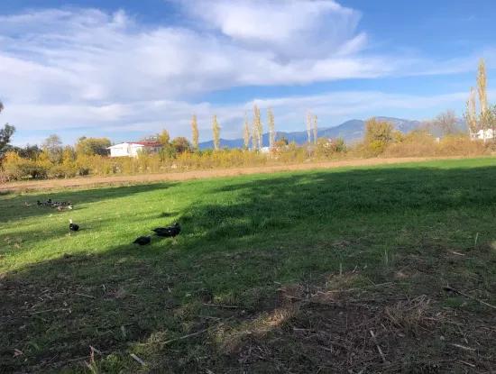 Dalyan'da 2540M2 Satılık Arsa